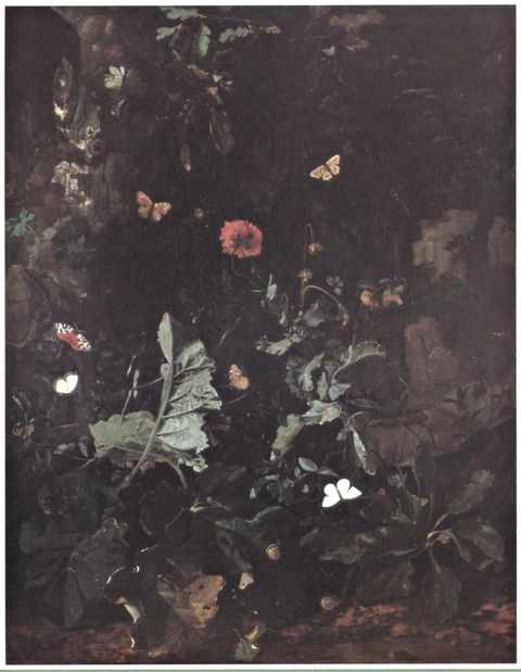 Anonimo — Vree Nicolaes de - sec. XVII/ XVIII - Sottobosco con piante, fiori e farfalle — insieme